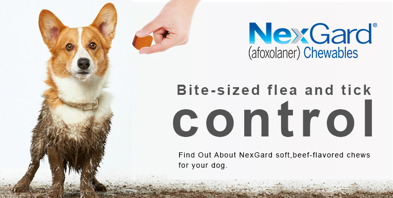 nexgard chew for cats